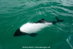 Commersons Dolphin 005