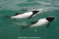 Commersons Dolphin 007