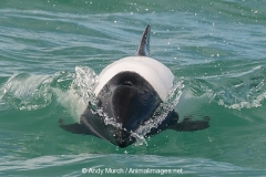 Commersons Dolphin 010