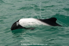Commersons Dolphin 016