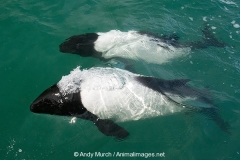 Commersons Dolphin 017