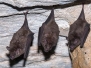 Commissaris Long-tongued Bat