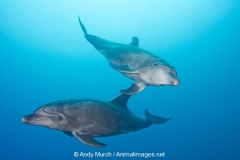 Common Bottlenose Dolphin 006