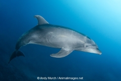 Common Bottlenose Dolphin 007