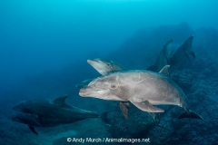 Common Bottlenose Dolphin 009