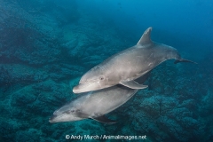 Common Bottlenose Dolphin 012