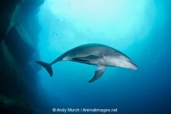 Common Bottlenose Dolphin 017
