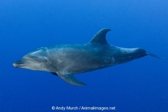 Common Bottlenose Dolphin 049