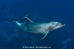 Common Bottlenose Dolphin 071