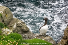 Common Guillemot 001