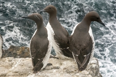 Common Guillemot 003