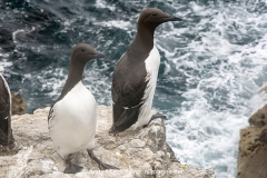 Common Guillemot 005