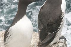 Common Guillemot 006