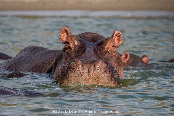 Common Hippopotamus 030