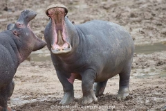 Common Hippopotamus 004