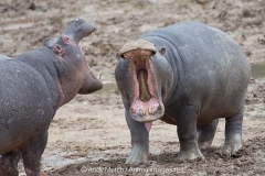 Common Hippopotamus 005
