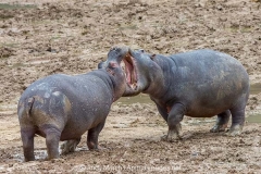 Common Hippopotamus 007