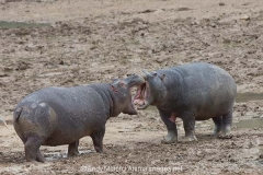 Common Hippopotamus 008