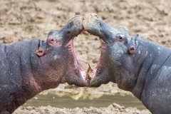 Common Hippopotamus 017