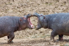Common Hippopotamus 020