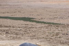 Common Hippopotamus 024