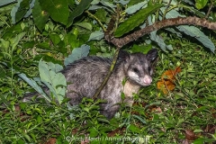 Common Opossum 003