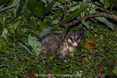 Common Opossum 005