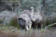 Common Ostrich 001