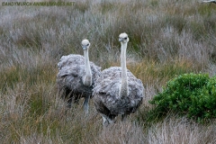 Common Ostrich 005