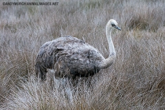 Common Ostrich 006