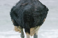 Common Ostrich 007