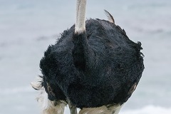 Common Ostrich 008