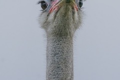 Common Ostrich 010