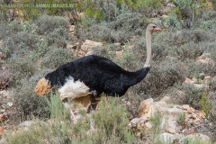 Common Ostrich 012