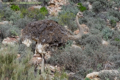 Common Ostrich 014
