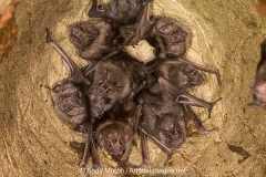 Common Vampire Bat 002