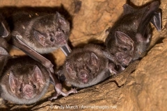 Common Vampire Bat 005