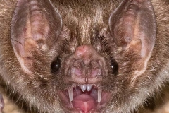 Common Vampire Bat 007