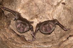 Common Vampire Bat 008