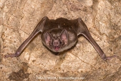 Common Vampire Bat 009