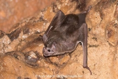 Common Vampire Bat 010