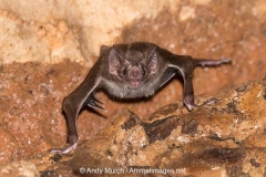Common Vampire Bat 012