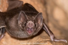 Common Vampire Bat 013