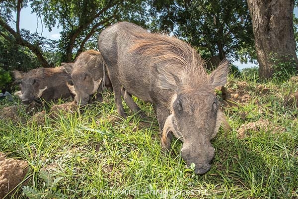 Common Warthog 027