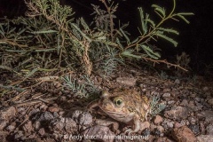 Couch's Spadefoot Toad 001