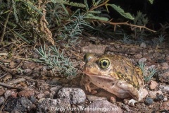 Couch's Spadefoot Toad 002