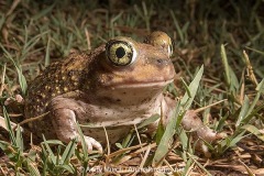 Couch's Spadefoot Toad 003
