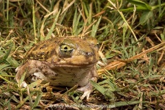 Couch's Spadefoot Toad 005