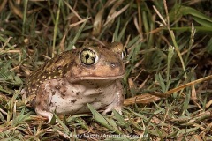 Couch's Spadefoot Toad 007