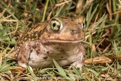 Couch's Spadefoot Toad 008